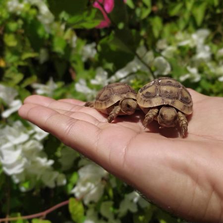 Appartamento Lotus Turtle Garden Eilat Esterno foto