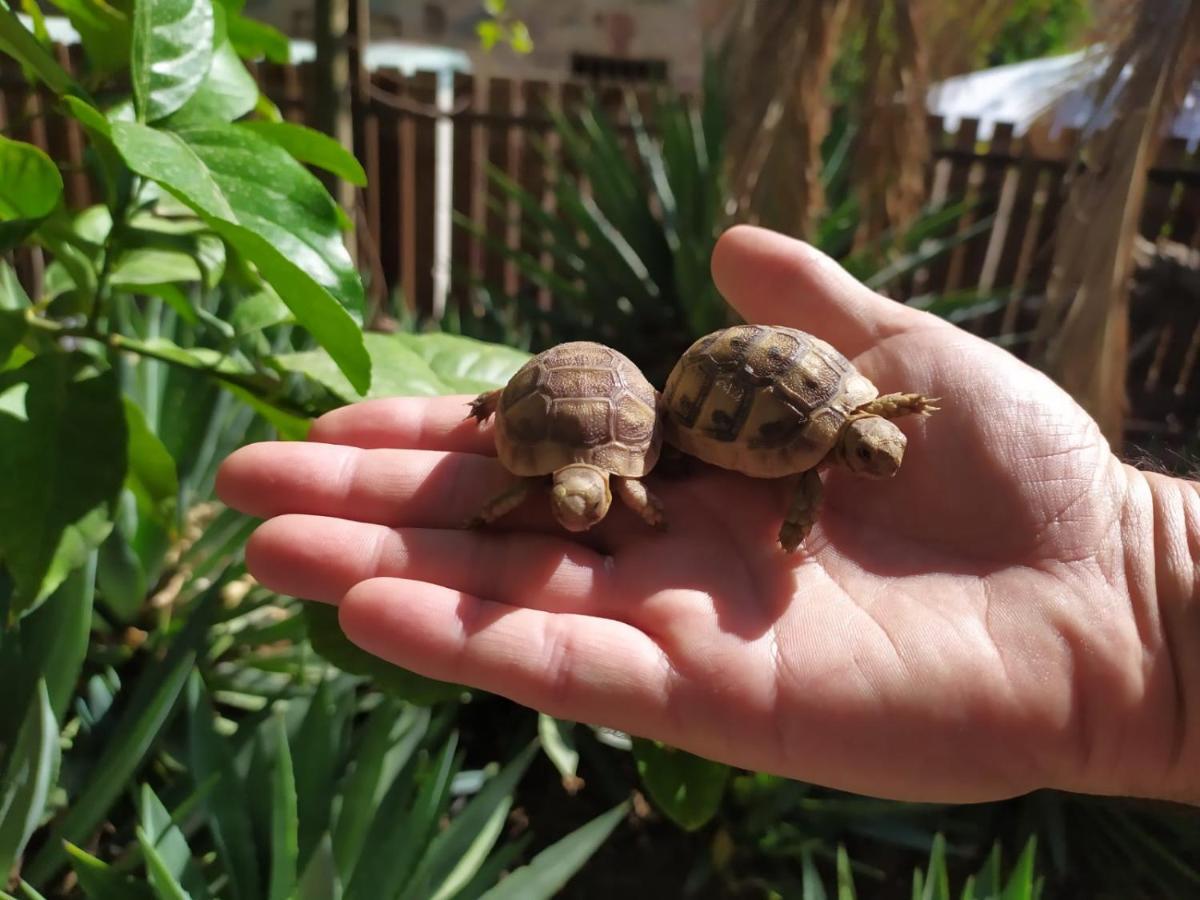 Appartamento Lotus Turtle Garden Eilat Esterno foto