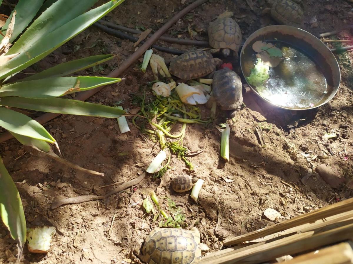 Appartamento Lotus Turtle Garden Eilat Esterno foto